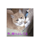 吾輩は猫である…名前は、とん汁である。（個別スタンプ：6）