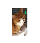 吾輩は猫である…名前は、とん汁である。（個別スタンプ：8）