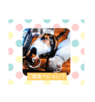 フランはくにゃんdays（個別スタンプ：1）