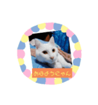 フランはくにゃんdays（個別スタンプ：8）
