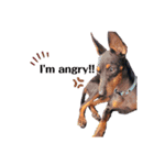 MALIBUdog2（個別スタンプ：1）