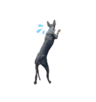 MALIBUdog2（個別スタンプ：2）