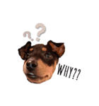 MALIBUdog2（個別スタンプ：6）