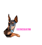 MALIBUdog2（個別スタンプ：14）