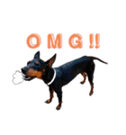 MALIBUdog2（個別スタンプ：15）