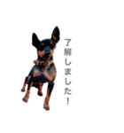 MALIBUdog2（個別スタンプ：19）