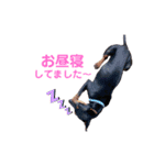 MALIBUdog2（個別スタンプ：20）