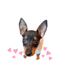 MALIBUdog2（個別スタンプ：24）