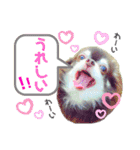 チョコ＆まろんの日常♪♫（個別スタンプ：2）