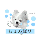 チョコ＆まろんの日常♪♫（個別スタンプ：5）