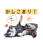 チョコ＆まろんの日常♪♫（個別スタンプ：6）