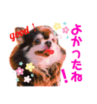 チョコ＆まろんの日常♪♫（個別スタンプ：8）