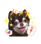 チョコ＆まろんの日常♪♫（個別スタンプ：11）