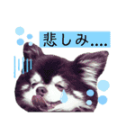 チョコ＆まろんの日常♪♫（個別スタンプ：12）