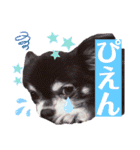 チョコ＆まろんの日常♪♫（個別スタンプ：13）