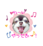 チョコ＆まろんの日常♪♫（個別スタンプ：17）