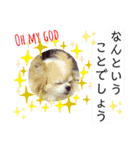 チョコ＆まろんの日常♪♫（個別スタンプ：20）