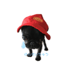 パグはPUG vol.1（個別スタンプ：1）