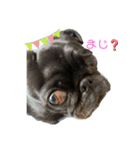 パグはPUG vol.1（個別スタンプ：6）