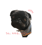 パグはPUG vol.1（個別スタンプ：7）