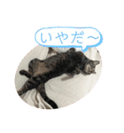 ロッシー＆くっきー2（個別スタンプ：10）