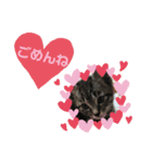 ロッシー＆くっきー2（個別スタンプ：17）