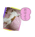 ロッシー＆くっきー2（個別スタンプ：21）