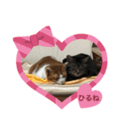 ロッシー＆くっきー2（個別スタンプ：24）