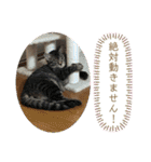 ロッシー＆くっきー2（個別スタンプ：26）