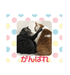 ロッシー＆くっきー2（個別スタンプ：28）
