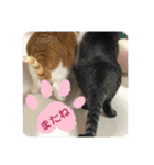 ロッシー＆くっきー2（個別スタンプ：32）