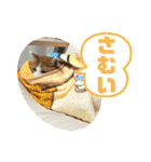 ロッシー＆くっきー2（個別スタンプ：33）