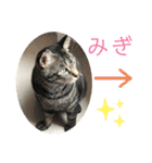 ロッシー＆くっきー2（個別スタンプ：37）