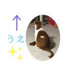 ロッシー＆くっきー2（個別スタンプ：39）