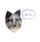 シェルティーのテリーだよ。3（個別スタンプ：13）