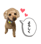 茶色いモコモコの犬（個別スタンプ：1）