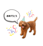 茶色いモコモコの犬（個別スタンプ：2）