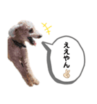 茶色いモコモコの犬（個別スタンプ：3）