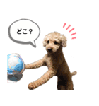 茶色いモコモコの犬（個別スタンプ：4）