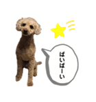 茶色いモコモコの犬（個別スタンプ：5）