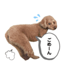茶色いモコモコの犬（個別スタンプ：7）