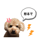 茶色いモコモコの犬（個別スタンプ：8）