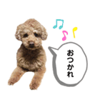 茶色いモコモコの犬（個別スタンプ：9）