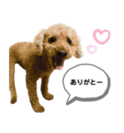 茶色いモコモコの犬（個別スタンプ：10）