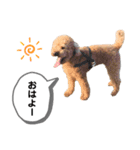 茶色いモコモコの犬（個別スタンプ：11）