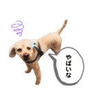 茶色いモコモコの犬（個別スタンプ：14）