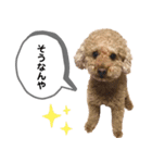 茶色いモコモコの犬（個別スタンプ：15）