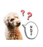 茶色いモコモコの犬（個別スタンプ：16）