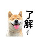 芝犬そら（個別スタンプ：1）