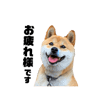 芝犬そら（個別スタンプ：2）